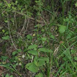 Photographie n°2539159 du taxon Epipactis helleborine (L.) Crantz