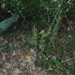 Photographie n°2539163 du taxon Epipactis purpurata Sm.