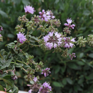 Photographie n°2539171 du taxon Mentha pulegium L.