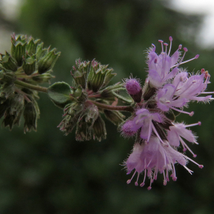 Photographie n°2539172 du taxon Mentha pulegium L.