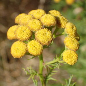 Photographie n°2539190 du taxon Tanacetum vulgare L.
