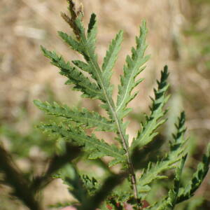 Photographie n°2539191 du taxon Tanacetum vulgare L.