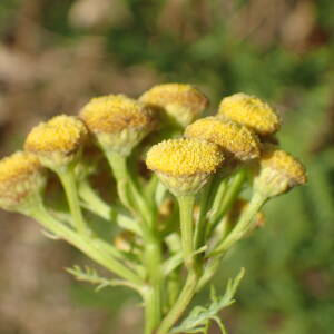 Photographie n°2539192 du taxon Tanacetum vulgare L.