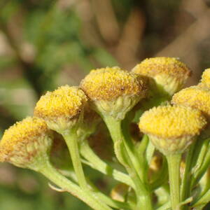 Photographie n°2539193 du taxon Tanacetum vulgare L.