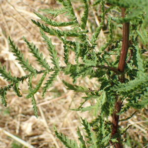 Photographie n°2539194 du taxon Tanacetum vulgare L.
