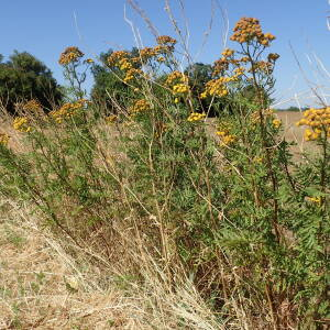 Photographie n°2539195 du taxon Tanacetum vulgare L.