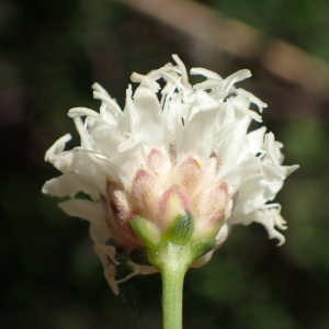 Photographie n°2539197 du taxon Cephalaria leucantha (L.) Schrad. ex Roem. & Schult.