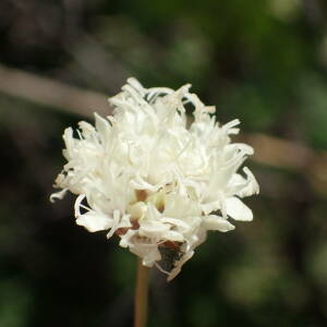 Photographie n°2539199 du taxon Cephalaria leucantha (L.) Schrad. ex Roem. & Schult.