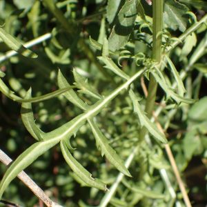 Photographie n°2539201 du taxon Cephalaria leucantha (L.) Schrad. ex Roem. & Schult.