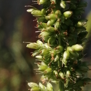 Photographie n°2539230 du taxon Setaria verticillata var. ambigua (Guss.) Parl. [1845]