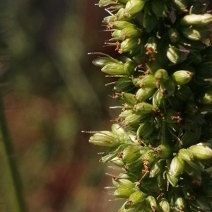 Photographie n°2539231 du taxon Setaria verticillata var. ambigua (Guss.) Parl. [1845]