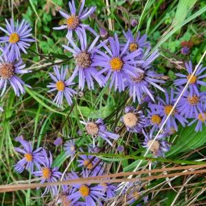 Photographie n°2539243 du taxon Aster amellus L. [1753]