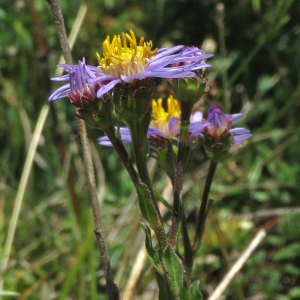 Photographie n°2539263 du taxon Aster amellus L. [1753]