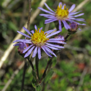 Photographie n°2539265 du taxon Aster amellus L. [1753]