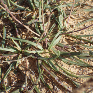 Photographie n°2539267 du taxon Plantago maritima subsp. serpentina (All.) Arcang.