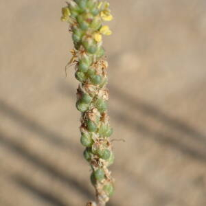 Photographie n°2539268 du taxon Plantago maritima subsp. serpentina (All.) Arcang.