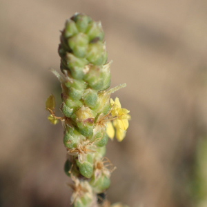 Photographie n°2539269 du taxon Plantago maritima subsp. serpentina (All.) Arcang.