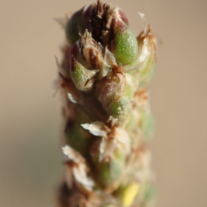 Photographie n°2539270 du taxon Plantago maritima subsp. serpentina (All.) Arcang.