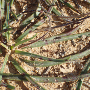 Photographie n°2539271 du taxon Plantago maritima subsp. serpentina (All.) Arcang.