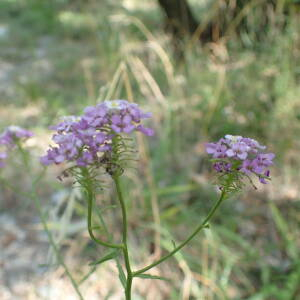 Photographie n°2539273 du taxon Iberis intermedia subsp. viollettii (Soy.-Will. ex Godr.) Rouy & Foucaud