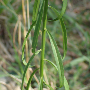  - Iberis intermedia subsp. viollettii (Soy.-Will. ex Godr.) Rouy & Foucaud