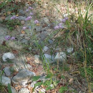  - Iberis intermedia subsp. viollettii (Soy.-Will. ex Godr.) Rouy & Foucaud