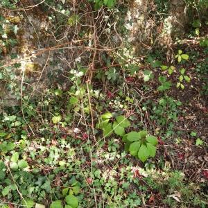 Photographie n°2539285 du taxon Parthenocissus quinquefolia (L.) Planch. [1887]