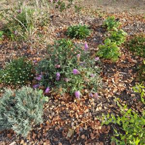 Photographie n°2539328 du taxon Buddleja davidii Franch. [1887]