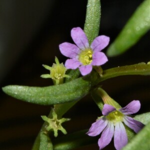 Photographie n°2539330 du taxon Lythrum hyssopifolia L.