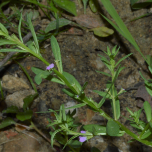 Photographie n°2539333 du taxon Lythrum hyssopifolia L.