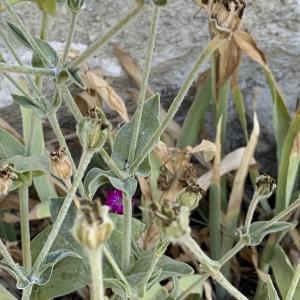 Photographie n°2539348 du taxon Lychnis coronaria (L.) Desr. [1792]