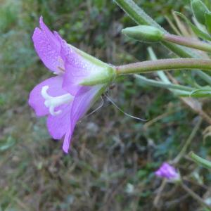 Photographie n°2539411 du taxon Epilobium hirsutum L.