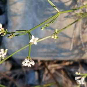 Photographie n°2539436 du taxon Asperula cynanchica L.