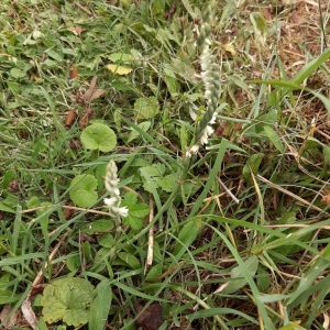 Photographie n°2539459 du taxon Spiranthes spiralis (L.) Chevall.