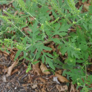 Photographie n°2539479 du taxon Ambrosia artemisiifolia L. [1753]