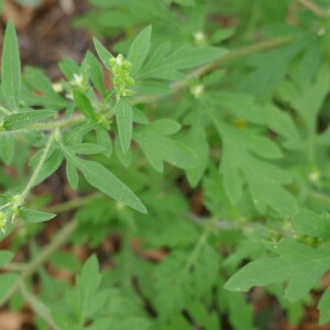 Photographie n°2539481 du taxon Ambrosia artemisiifolia L. [1753]