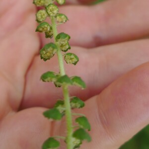 Photographie n°2539483 du taxon Ambrosia artemisiifolia L. [1753]