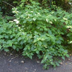 Photographie n°2539533 du taxon Solanum nigrum L. [1753]