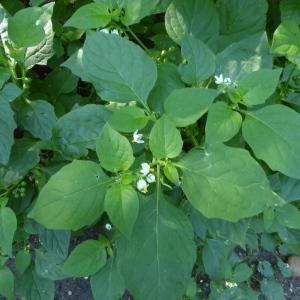 Photographie n°2539534 du taxon Solanum nigrum L. [1753]