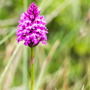 Photographie n°2539604 du taxon Anacamptis pyramidalis (L.) Rich.