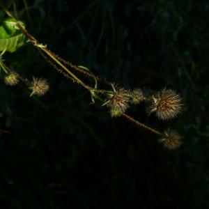 Photographie n°2539605 du taxon Dipsacus pilosus L.