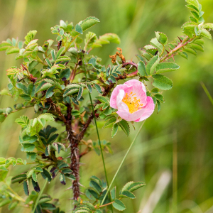 Photographie n°2539637 du taxon Rosa spinosissima L. [1753]