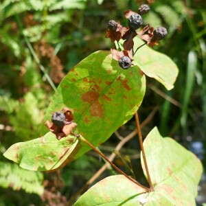 Photographie n°2539649 du taxon Hypericum androsaemum L. [1753]