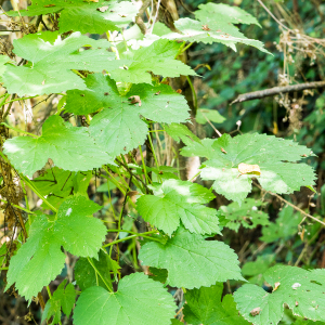 Photographie n°2539653 du taxon Humulus lupulus L.