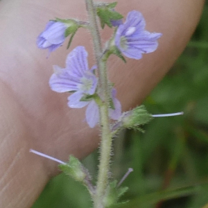 Photographie n°2539654 du taxon Veronica officinalis L. [1753]