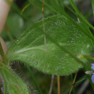 Photographie n°2539655 du taxon Veronica officinalis L. [1753]