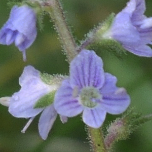 Photographie n°2539656 du taxon Veronica officinalis L. [1753]