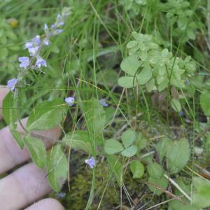 Photographie n°2539658 du taxon Veronica officinalis L. [1753]