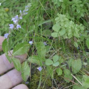 Photographie n°2539659 du taxon Veronica officinalis L. [1753]