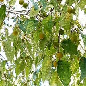 Photographie n°2539665 du taxon Celtis australis L.